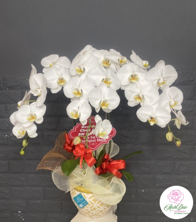 Chậu Lan Hồ Điệp Trắng Chúc Mừng HCM-0003