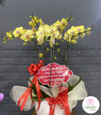 Chậu Lan Hồ Điệp Vàng Chúc Mừng HCM-0006