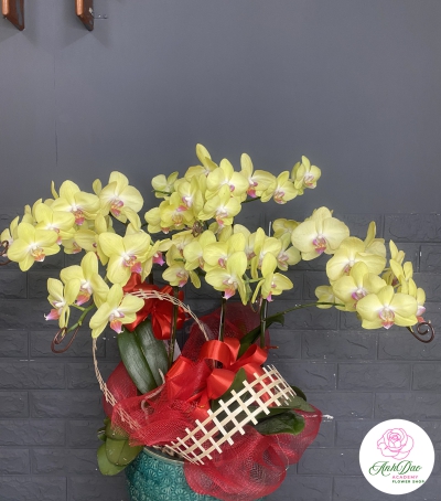 Chậu Lan Hồ Điệp Vàng Chúc Mừng HCM-0007