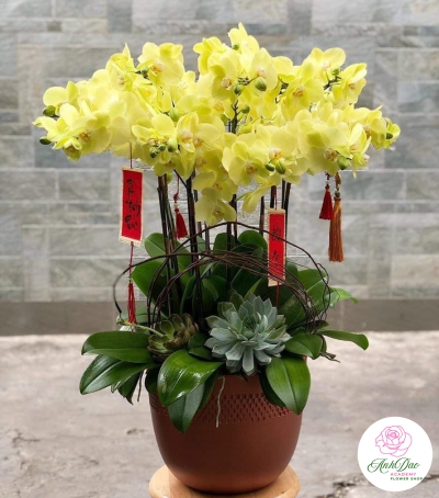 Chậu Lan Hồ Điệp Vàng Chúc Mừng HCM-0009