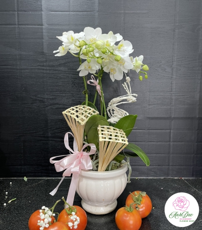 Chậu Lan Hồ Điệp Trắng Chúc Mừng HCM-0011