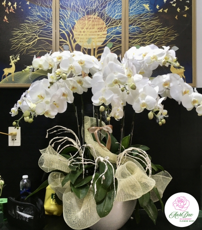Chậu Lan Hồ Điệp Trắng Chúc Mừng HCM-0010