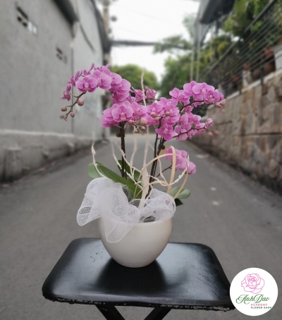 Chậu Lan Hồ Điệp Tím Chúc Mừng HCM-0008
