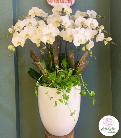 Chậu Lan Hồ Điệp Trắng Chúc Mừng HCM-0122