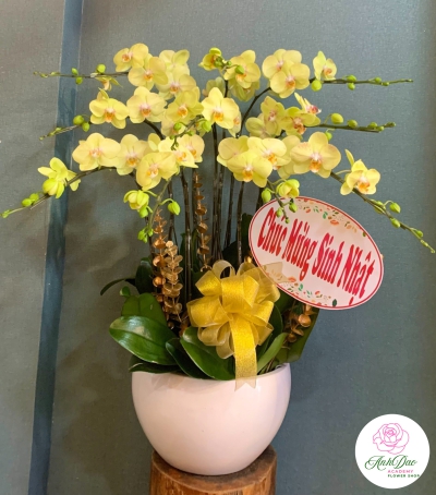 Chậu Lan Hồ Điệp Trắng Chúc Mừng HCM-1011