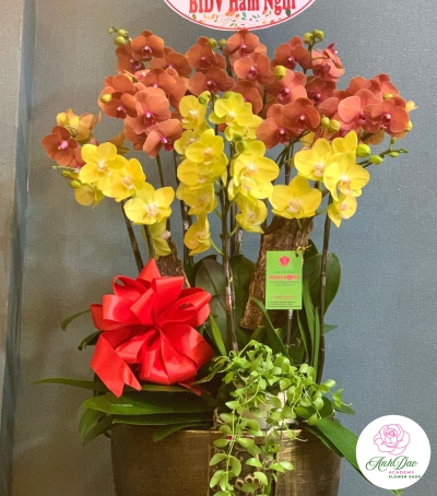 Chậu Lan Hồ Điệp Chúc Mừng HCM-0030