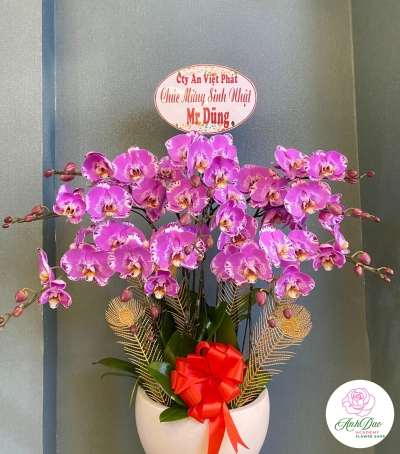 Chậu Lan Hồ Điệp Tím Chúc Mừng HCM-1018