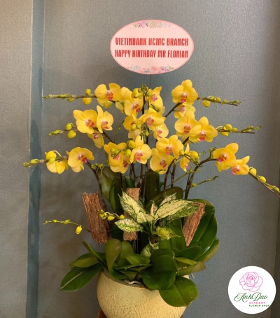 Chậu Lan Hồ Điệp Vàng Chúc Mừng HCM-1298