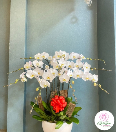 Chậu Lan Hồ Điệp Trắng Chúc Mừng HCM-2901