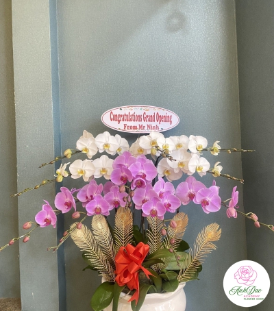 Chậu Lan Hồ Điệp Trắng - Tím Chúc Mừng HCM-3002
