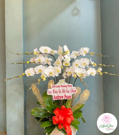 Chậu Lan Hồ Điệp Trắng Chúc Mừng HCM-2001