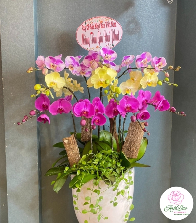 Chậu Lan Hồ Điệp Chúc Mừng HCM-3011