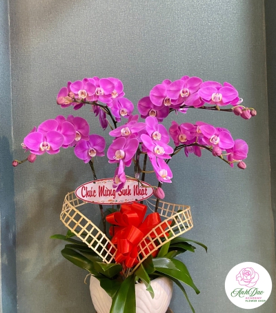 Chậu Lan Hồ Điệp Tím Chúc Mừng HCM-1986