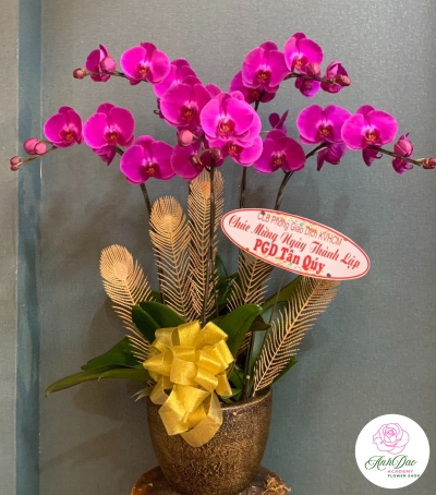 Chậu Lan Hồ Điệp Tím Chúc Mừng HCM-2311
