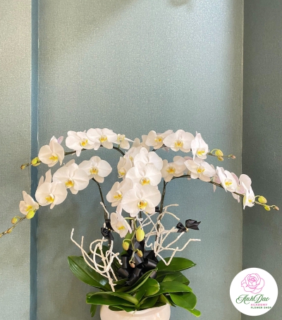 Chậu Lan Hồ Điệp Trắng Chúc Mừng HCM-0211