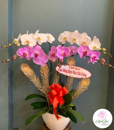 Chậu Lan Hồ Điệp Chúc Mừng HCM-0292