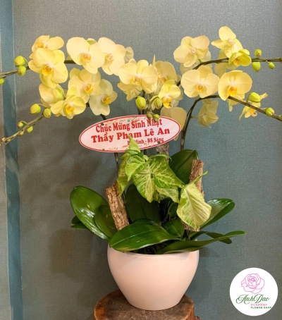 Chậu Lan Hồ Điệp Vàng Chúc Mừng HCM-1802