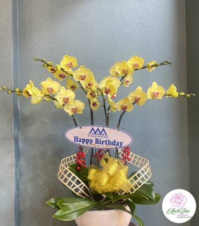 Chậu Lan Hồ Điệp Vàng Chúc Mừng HCM-0803