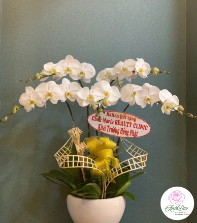 Chậu Lan Hồ Điệp Trắng Chúc Mừng HCM-0066