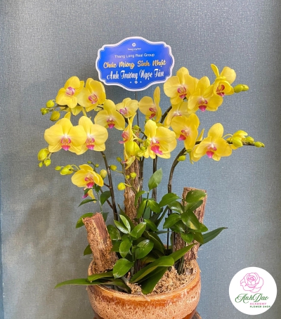 Chậu Lan Hồ Điệp Chúc Mừng HCM-0022