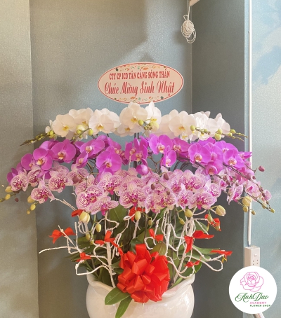 Chậu Lan Hồ Điệp Chúc Mừng HCM-0220