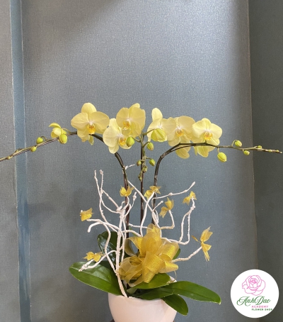 Chậu Lan Hồ Điệp Vàng Chúc Mừng HCM-0110