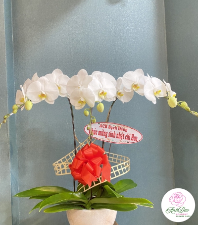 Chậu Lan Hồ Điệp Trắng Chúc Mừng HCM-0200