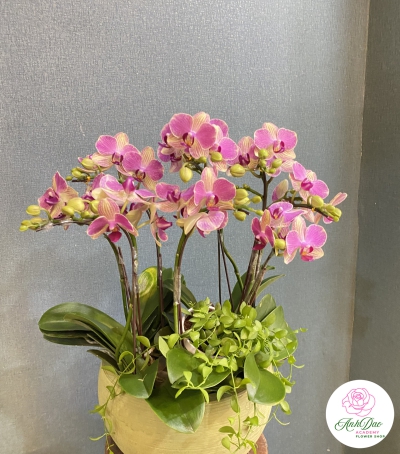 Chậu Lan Hồ Điệp Tím Chúc Mừng HCM-0330