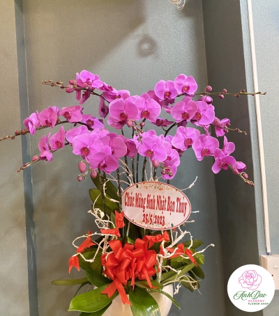 Chậu Lan Hồ Điệp Tím Chúc Mừng HCM-0440