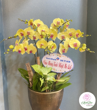 Chậu Lan Hồ Điệp Vàng Chúc Mừng HCM-0540