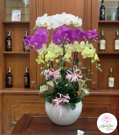 Chậu Lan Hồ Điệp Chúc Mừng HCM-0720
