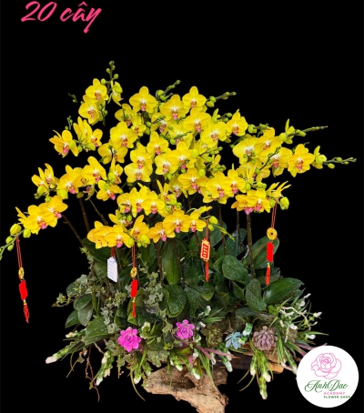 Chậu Lan Hồ Điệp Vàng Chúc Mừng HCM-0332