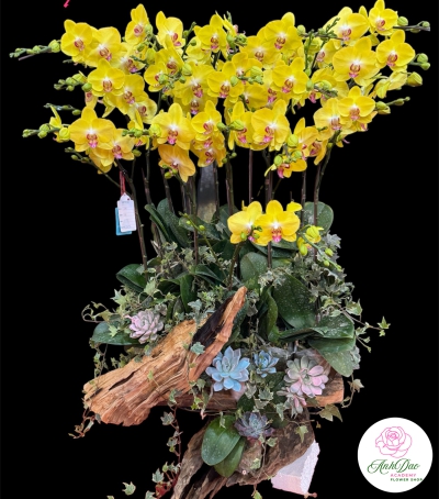 Chậu Lan Hồ Điệp Vàng Chúc Mừng HCM-0541