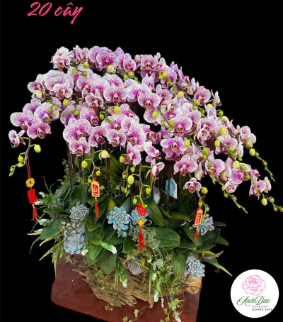 Chậu Lan Hồ Điệp Tím Chúc Mừng HCM-0125 