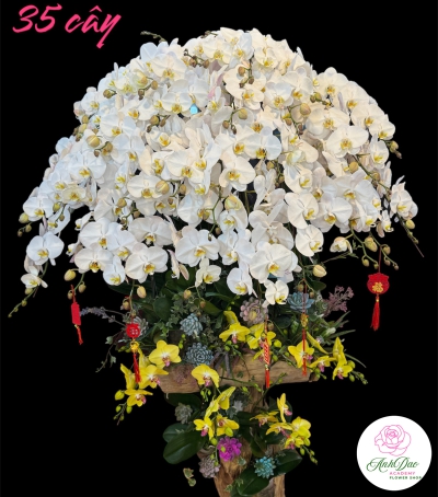 Chậu Lan Hồ Điệp Trắng Chúc Mừng HCM-0201 