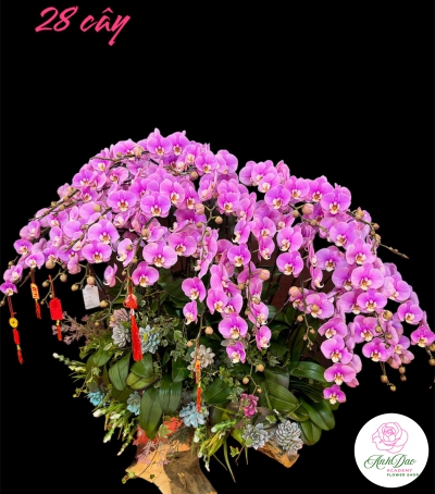 Chậu Lan Hồ Điệp Tím Chúc Mừng HCM-0321 