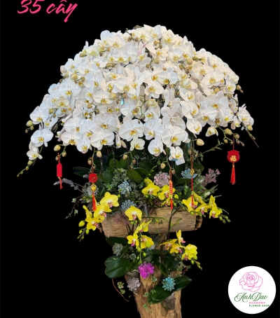 Chậu Lan Hồ Điệp Trắng Chúc Mừng HCM-0203 