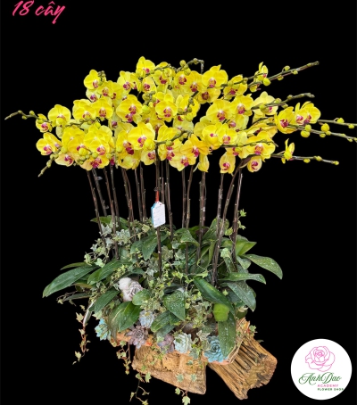 Chậu Lan Hồ Điệp Vàng Chúc Mừng HCM-0465 