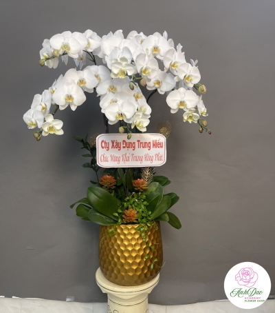 Hoa Lan Hồ Điệp Chúc Mừng - 01