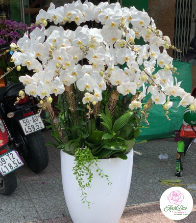 Hoa Lan Hồ Điệp Chúc Mừng - 02