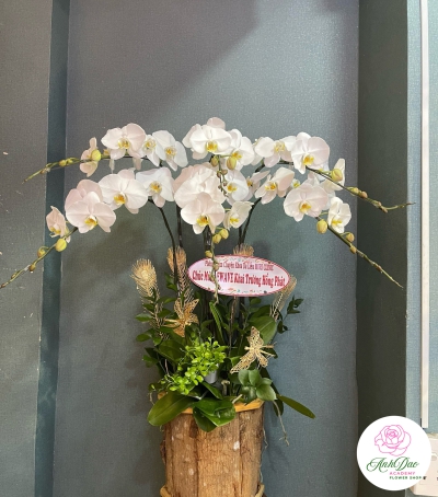 Hoa Lan Hồ Điệp Chúc Mừng - 04