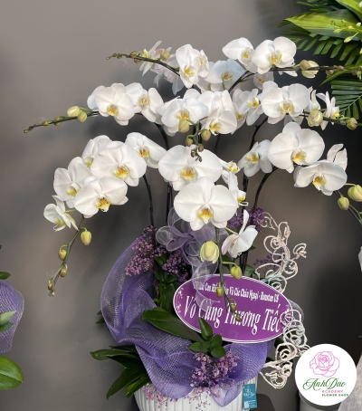 Hoa Lan Hồ Điệp Chúc Mừng - 05