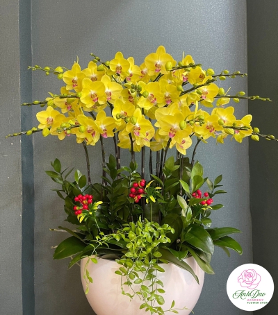 Hoa Lan Hồ Điệp Chúc Mừng - 06