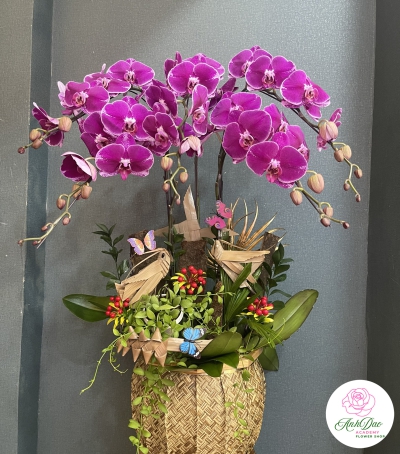 Hoa Lan Hồ Điệp Chúc Mừng - 07