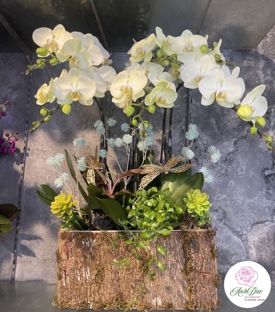 Hoa Lan Hồ Điệp Chúc Mừng - 08