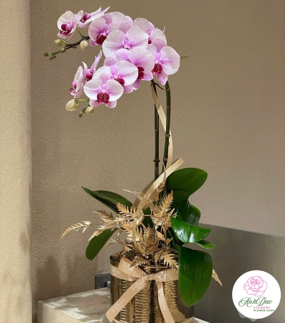 Chậu Hoa Lan Hồ Điệp Tím - Vẻ Đẹp Quý Phái & Sang Trọng