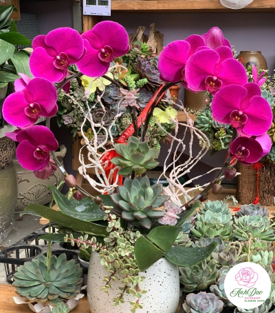 Lan Hồ Điệp Phối Sen Đá