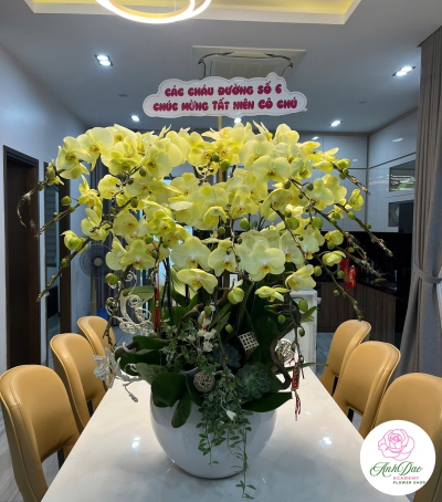 Lan Hồ Điệp Vàng Chúc Mừng