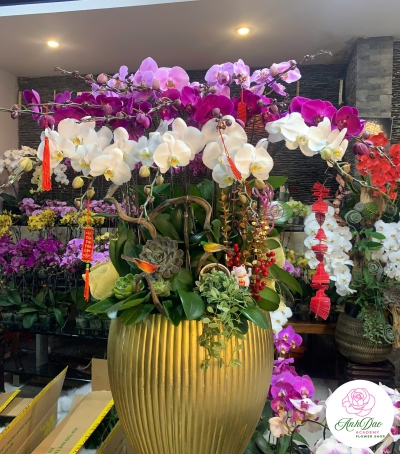 Bình Lan Hồ Điệp Chúc Mừng