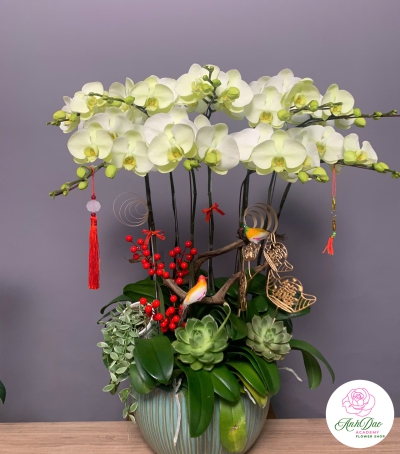 Chậu Hoa Lan Hồ Điệp Trắng Phớt Vàng - Vẻ Đẹp Tinh Tế & Sang Trọng